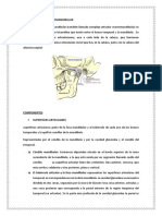 Articulación Temporomandibular