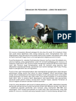 Itik Muscovy 1