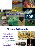 Phylum Arthropoda