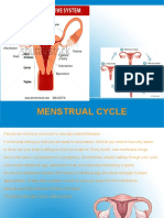 Menstrual Cycle 2