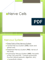 Nerve cells