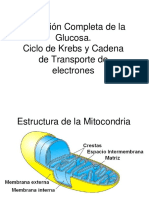 Metabolismo central- Ciclo de Krebs y Cadena Respiratoria 2018.ppt