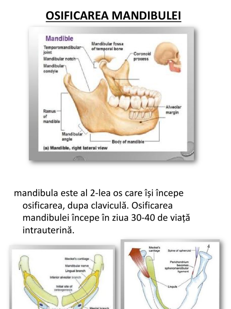 condil mandibular furnicarea articulației genunchiului