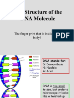 The Structure of The DNA Molecule: The Finger Print That Is Inside Your Body!
