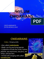 Phylum Cnidarians: Crizza Bernarte Zhyra Monica Diaz