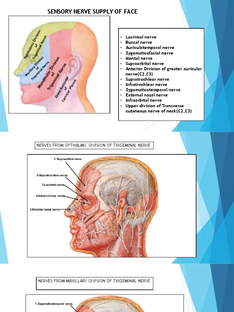 Facial Sensory Nerves Nerve Supply Of Face | PDF | Dental Anatomy