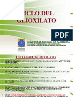 t1 Ciclo Del Glioxilato, Gluconeogénesis y Via de Las Pentosas P