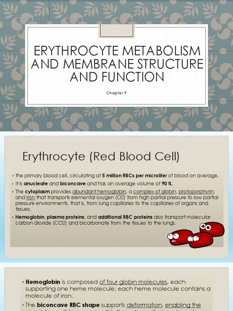 Erythrocyte Metabolism and Function | PDF | Glycolysis | Red Blood Cell