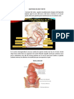 Anatomia de Ano y Recto PDF