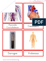 tarjetas-del-aparato-circulatorio-letra-ligada.pdf