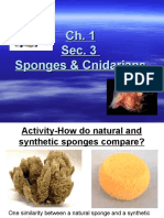 Sec. 3 Sponges & Cnidarians