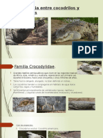 Diferencia Entre Cocodrilos y Caimanes