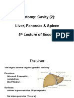 Anatomy, Lecture 11, Abdominal Cavity 2