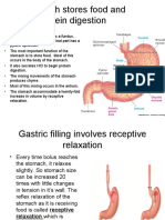 Physiology, Lecture 8, GIT 2 (Stomach) (Slides)