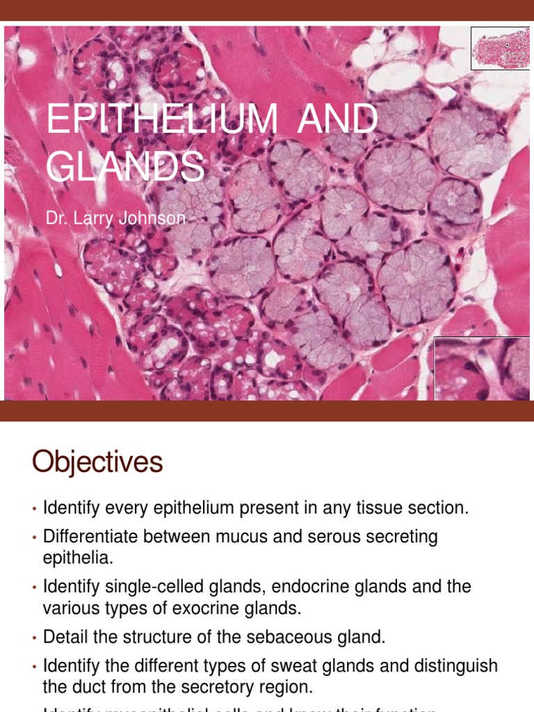 Epithelium and Glands Overview | PDF | Epithelium | Tissue (Biology)
