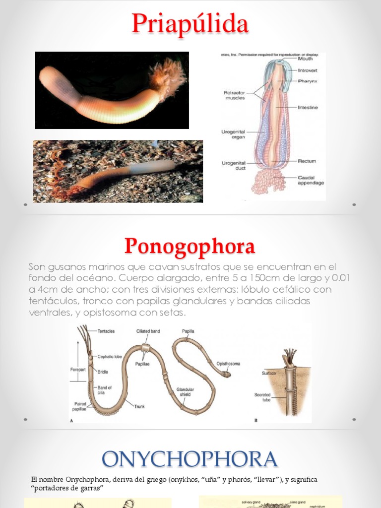Anatomía y características de Priapúlidos y Onychophora | PDF