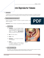 Semana 6 IV Bimestre - Aparato Reproductor