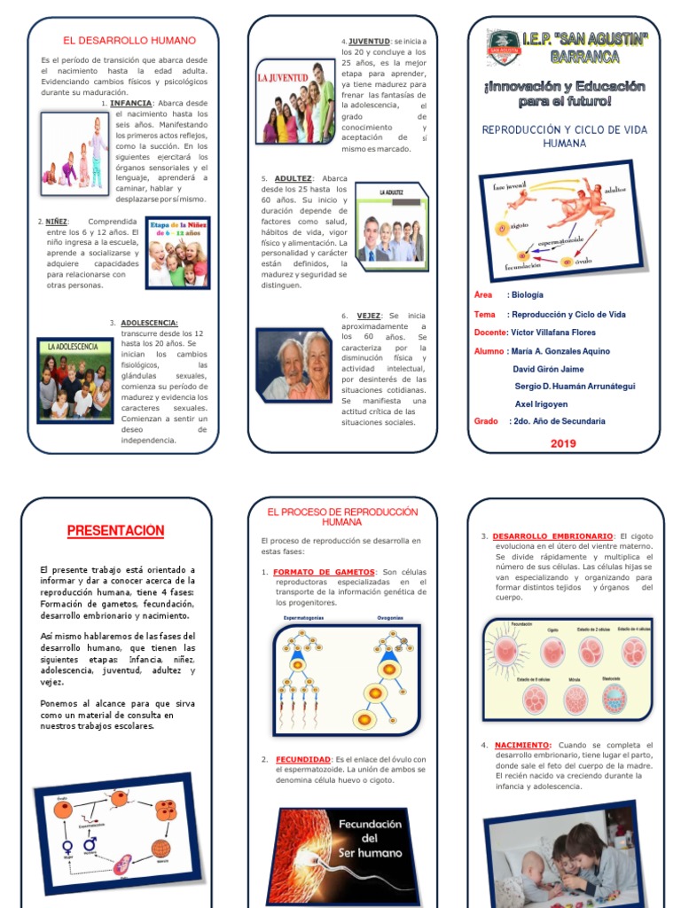 Etapas del Desarrollo Humano y Reproducción | PDF | Embrión | Adultos, image size:768x1024