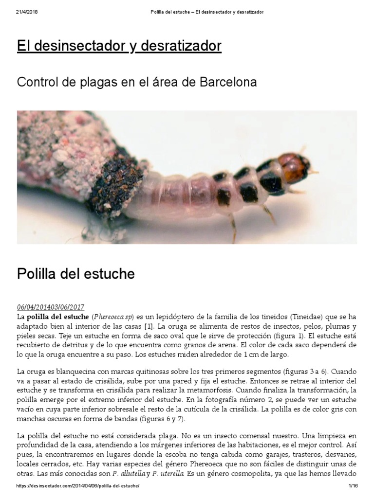 Polilla Del Estuche PDF Lepidópteros Polilla