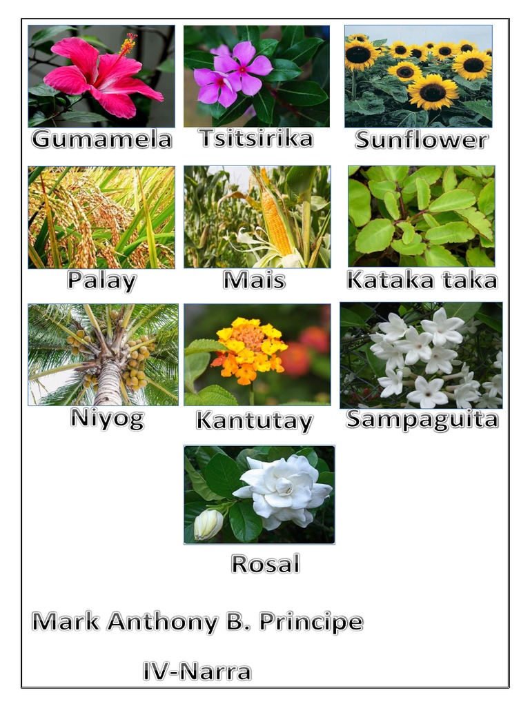 Halaman | PDF