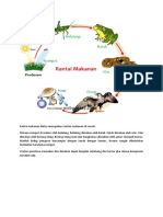 Rantai Makanan Diatas Merupakan Rantain Makanan Di Sawah