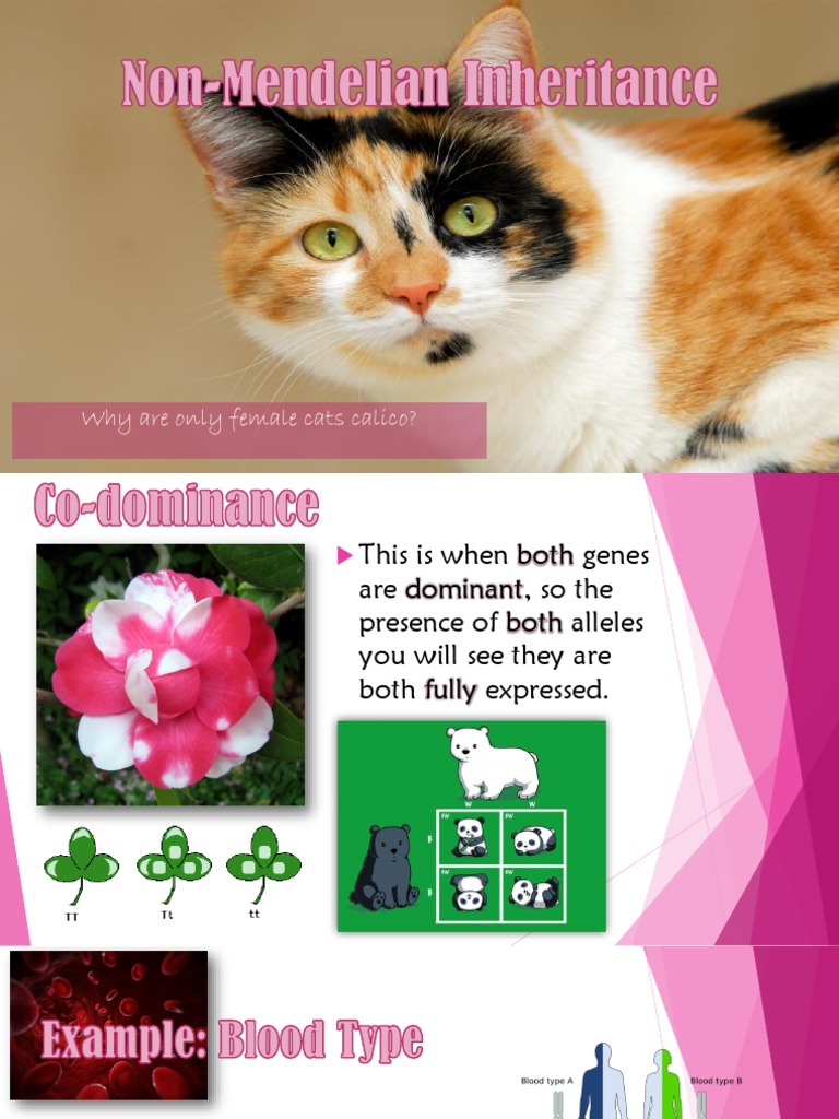 Non Mendelian Inheritance | PDF | Phenotypic Trait | Dominance (Genetics)