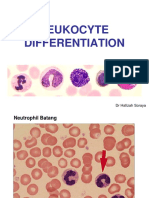 Leukocyte Differentiation: DR Hafizah Soraya