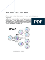 Profase Metafase Anafase Telofase Interfase