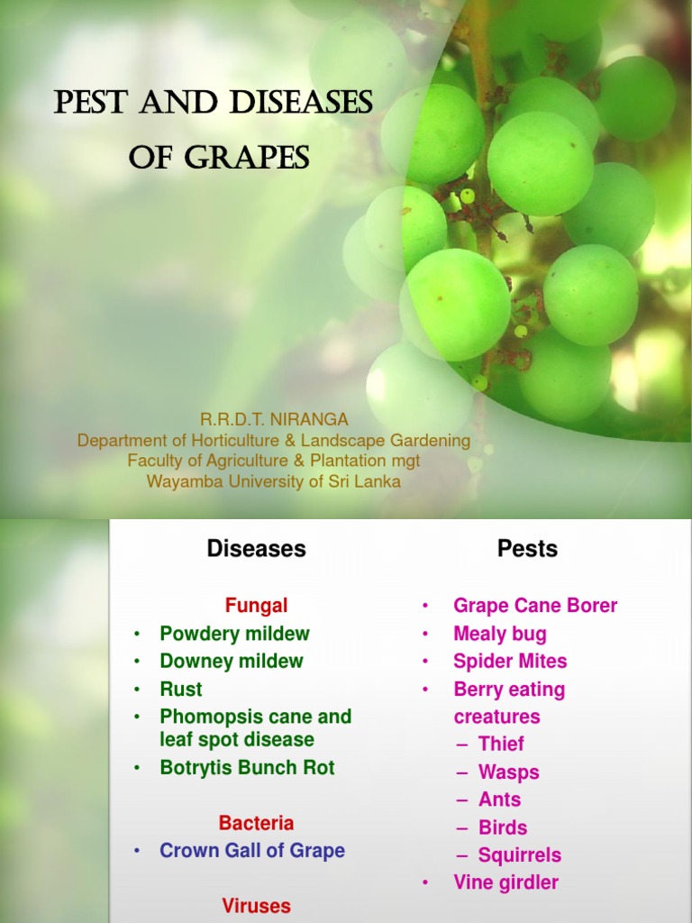 Pest and Diseases of Grapes PDF Branches Of Botany Plants