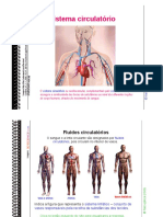 9ano Circulação PPT2