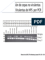 Diferenciación de Cepas No Virulentas Delas Cepas Virulentas de HPS Por PCR