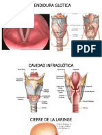 Hendidura Glotica