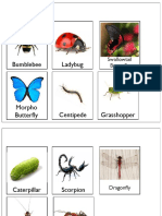 Insect Activities PDF