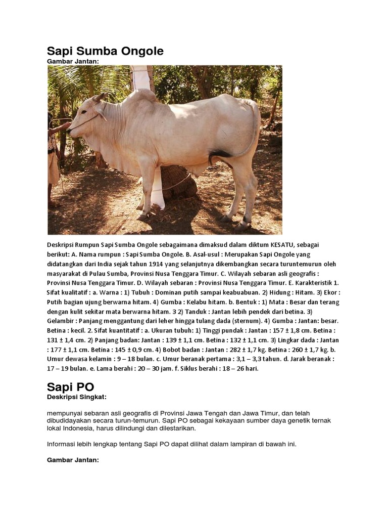 Deskripsi Sapi Sumba Ongole | PDF