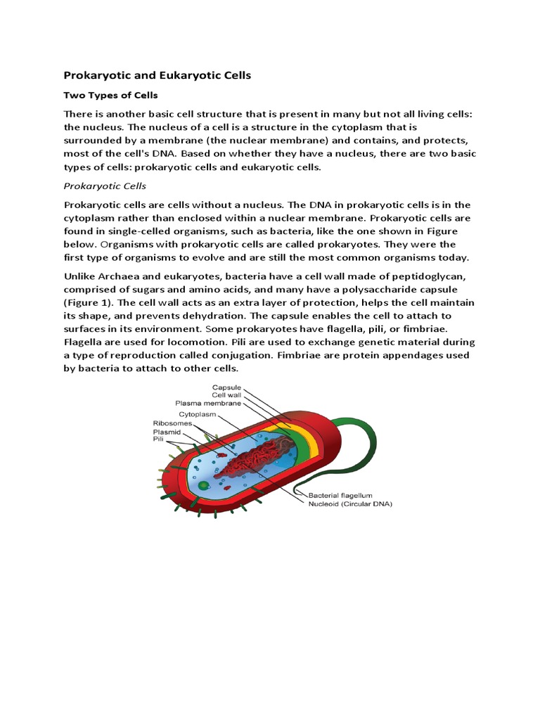Cell Types: Prokaryotic vs. Eukaryotic | PDF | Cell (Biology) | Prokaryote