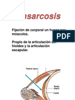 Sinsarcosis: Fijación ósea por músculos