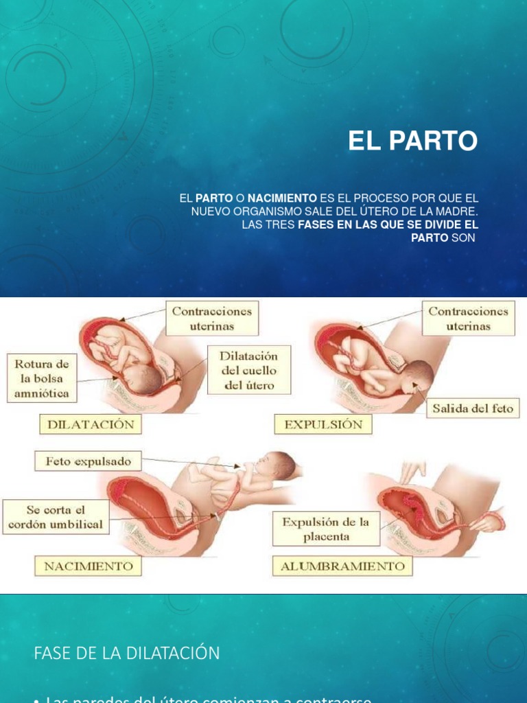 Fases del Parto y Score de Apgar | PDF | Parto | Útero