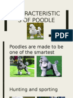 Characteristics of Poodle
