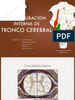 Tronco PDF