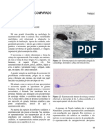 Variação dos gametas e organização do ovo