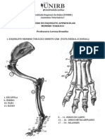 Osteologia Membro Torácico