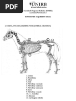 Apostila Osteologia Vértebras Costelas E Esterno Equino 2 Pdf
