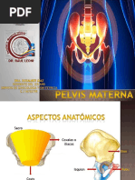 Anatomía y cultura de las nalgas | PDF | Nalgas | Anatomía humana