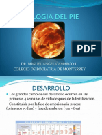 Embriologia Del Pie