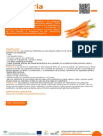 Zanahoria alimentaria.pdf