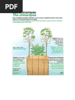 Estructura de las chinampas