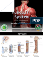 Lec13. Muscular Circulatory Respiratory System