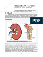 Sistem Eksresi Pada Manusia