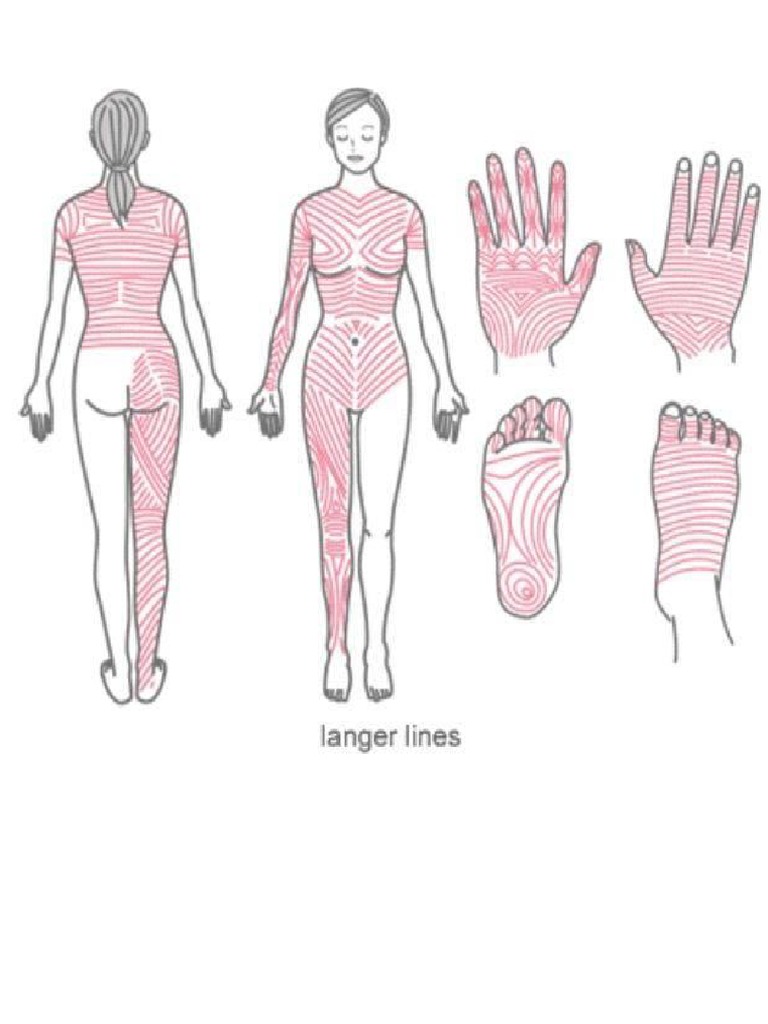 Langer Line | PDF