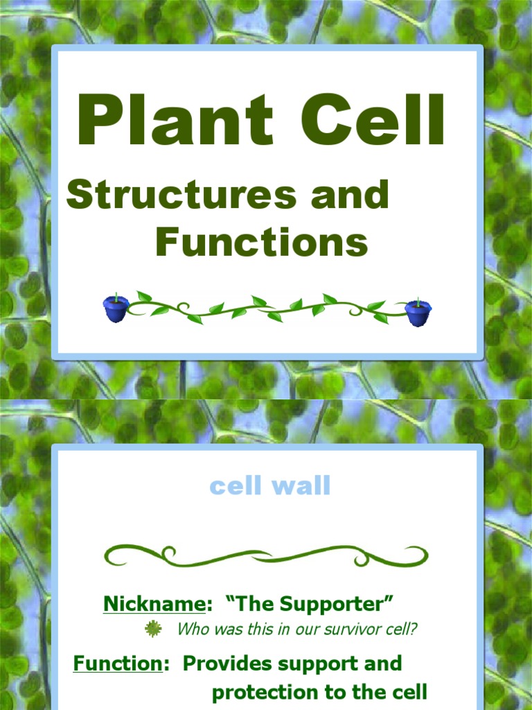 Plant Cell Structures and Functions | Download Free PDF | Cytoplasm ...